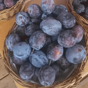 Prunus dom. 'Cacaks frühe'